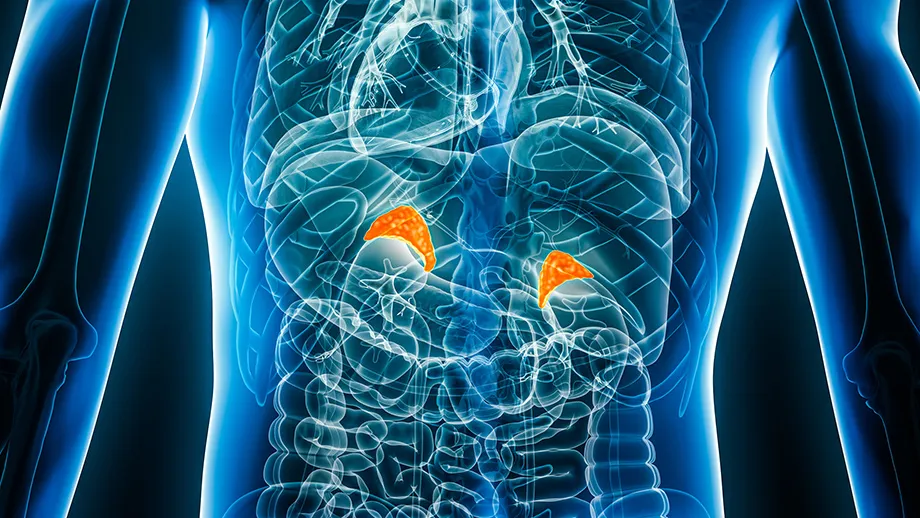 Medical illustration for Adrenal Conditions & Tumors